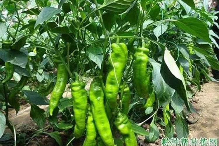 辣椒用什么肥料做追肥最好