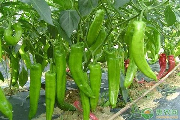 辣椒追肥什么肥料好？水溶肥好吗