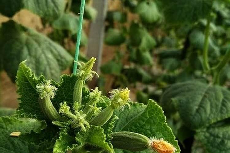 黄瓜促进果实生长叶面喷什么好？黄瓜防裂用什么叶面肥好？