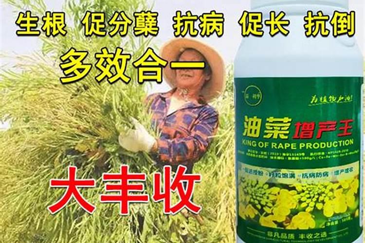 油菜叶面肥什么时间施最好花卉百科