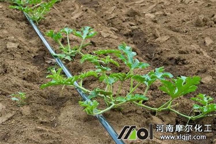 硼肥的十大害处