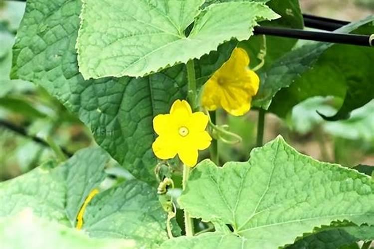 黄瓜开花结果需要施肥吗