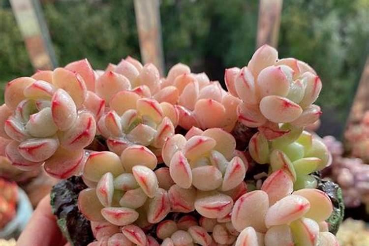 多肉奥普琳娜徒长了怎么办