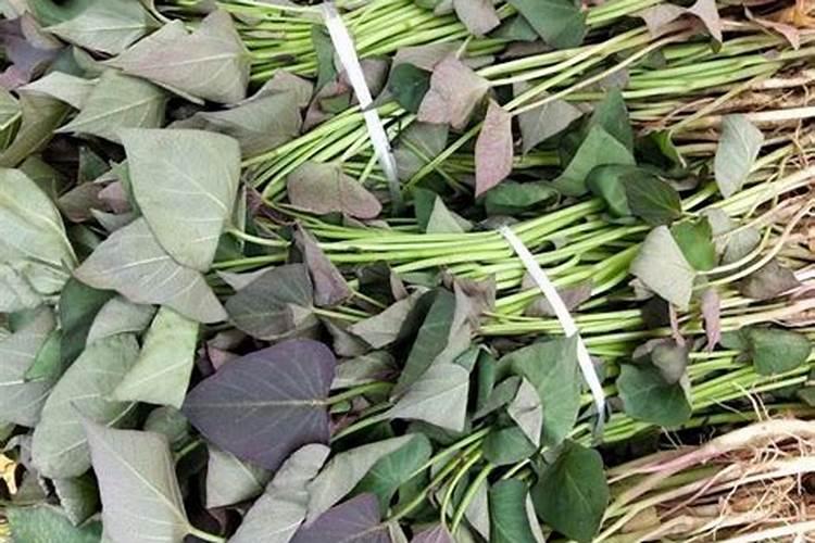 种红薯如何使用钾肥 可以开始第1次追肥