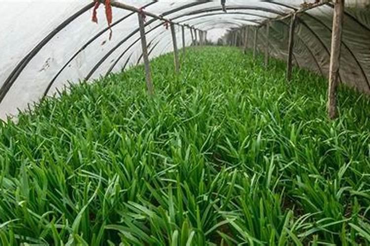 一亩地施多少有机肥葡萄、葡萄用肥时间和什么肥