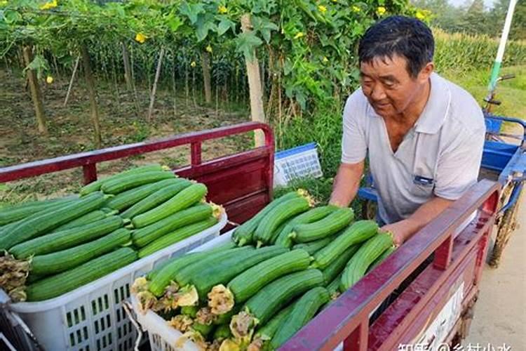 兰花需要哪些肥料