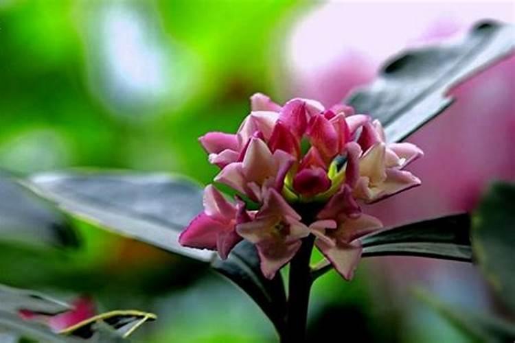 金边瑞香花冬季怎样养 金边瑞香花冬季如何养