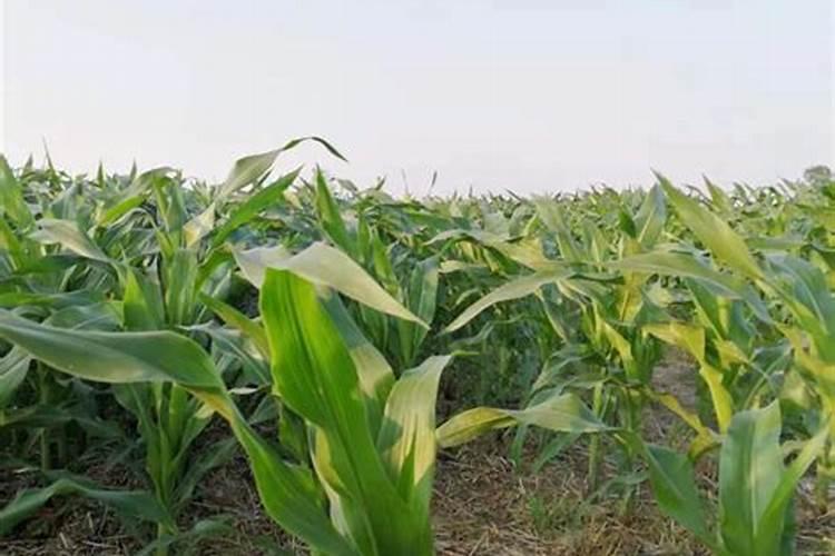 万金油卡怎么使用