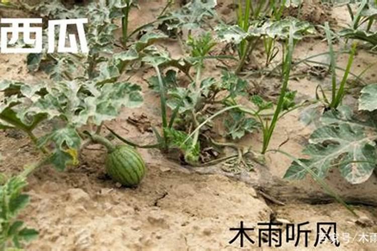 西瓜出苗多久可以施肥