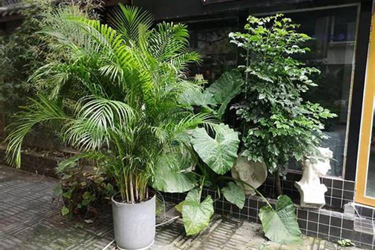 瓜果蔬菜喷叶面肥有什么好处