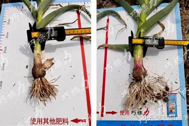 大蒜几月份用高钾水溶肥？