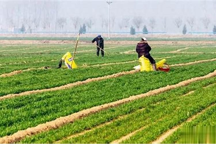 种麦子用什么复合肥好