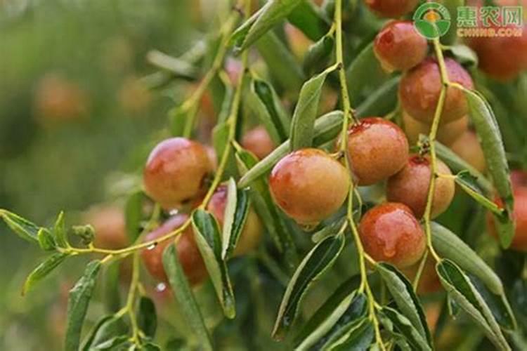 冬枣树苗什么季节种植 冬枣树苗种植施肥时间
