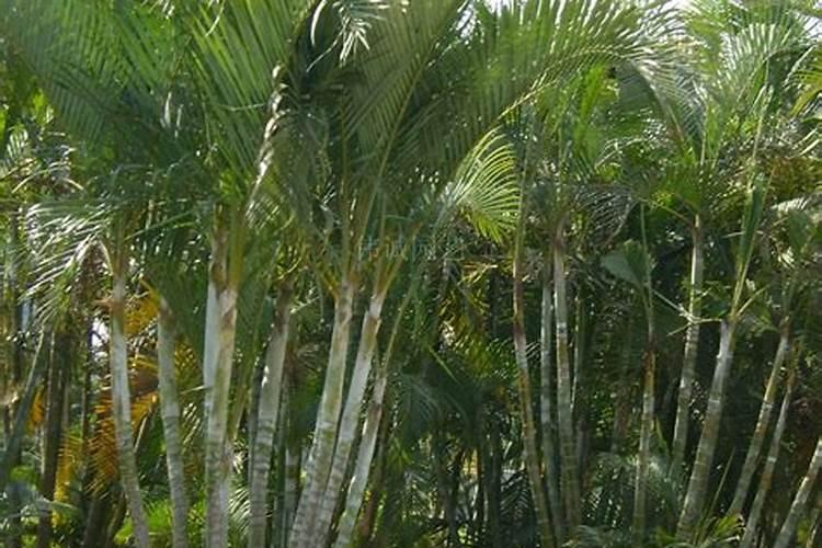 为什么有的香瓜皮是苦的