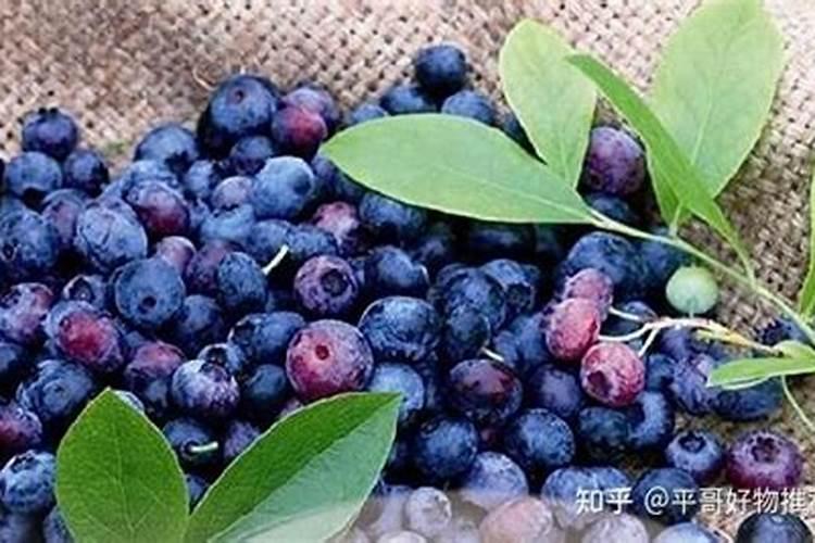 苹果快速着色的方法红又亮