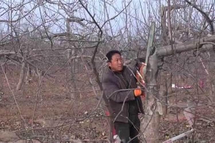 硼肥正确使用方法