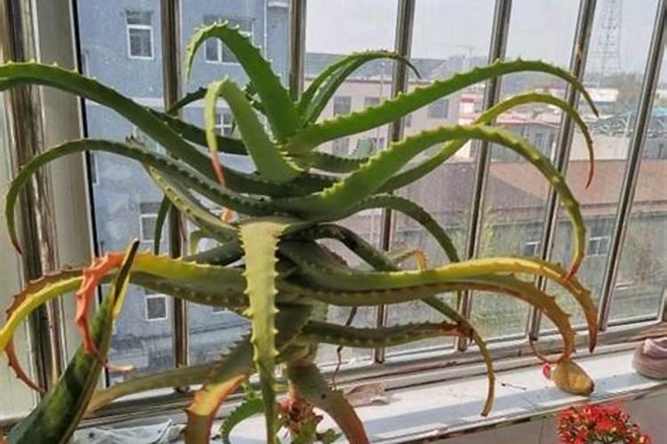 芦荟怎么养 做好这六点