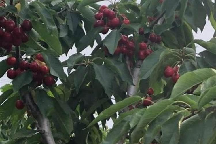 樱桃施什么肥最好