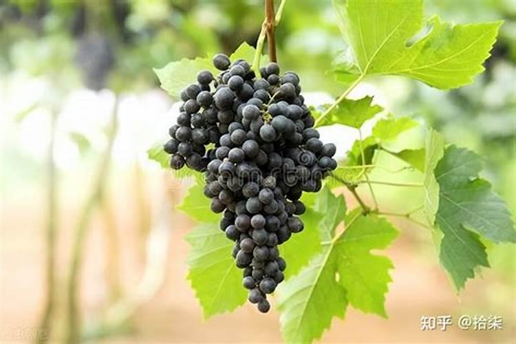 大樱桃施磷酸二氢钾吗？怎样施？