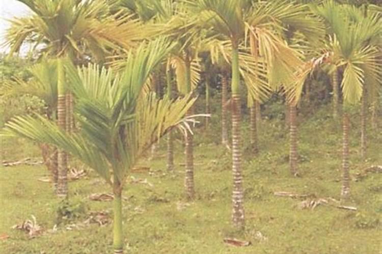 为什么甘肃省天气干燥地能种出水稻