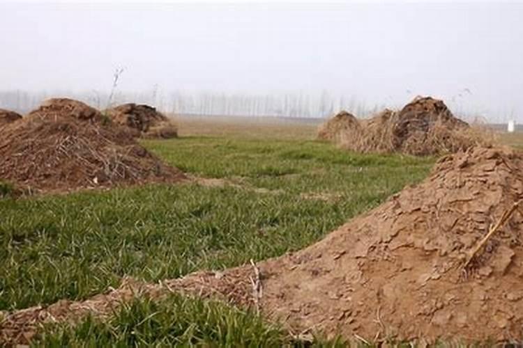 磷肥适合浇什么花