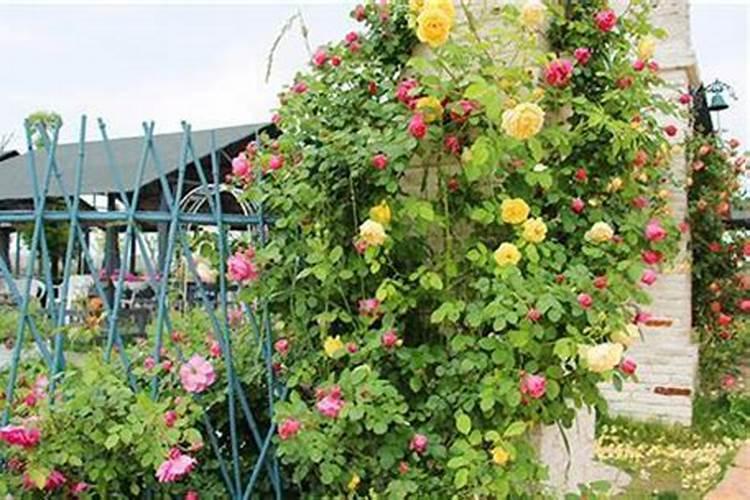 藤本月季不开花怎么办,补充光照追施磷钾肥