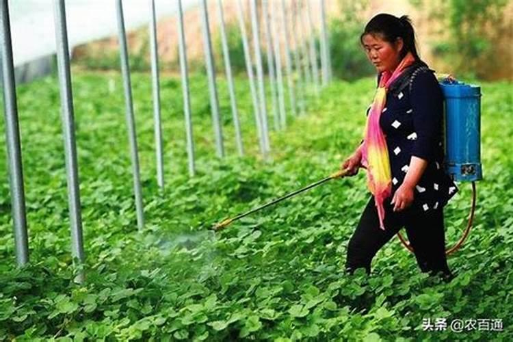 萝卜秋冬季科学施肥建议