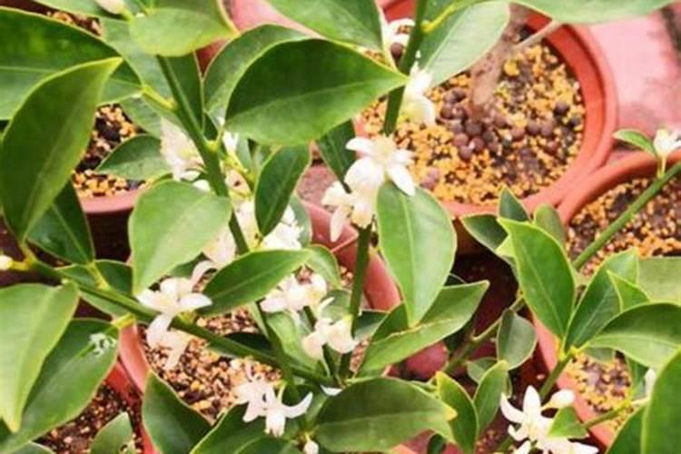 金桔开花期间施什么肥