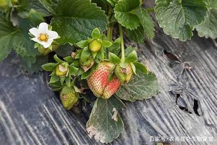 土豆施什么肥料好？土豆叶面喷什么好？土豆什么时候喷昆仑风叶面肥？