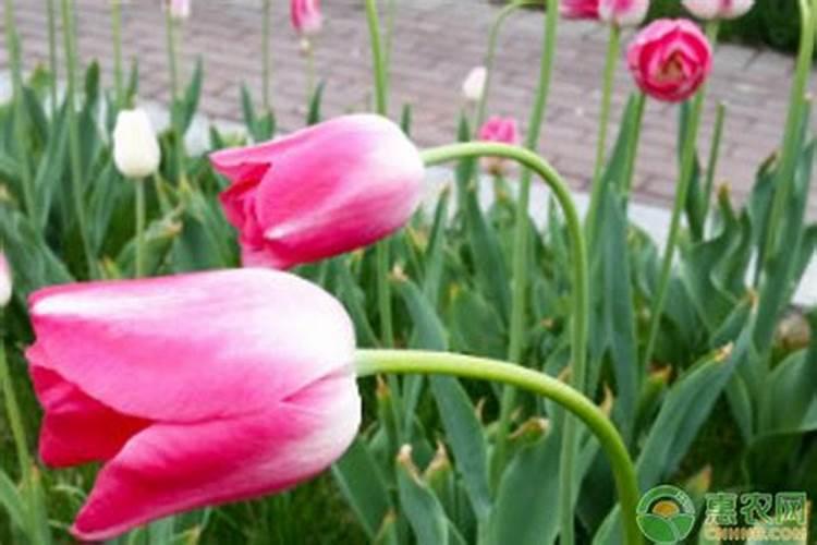 农用有机硅的作用是什么