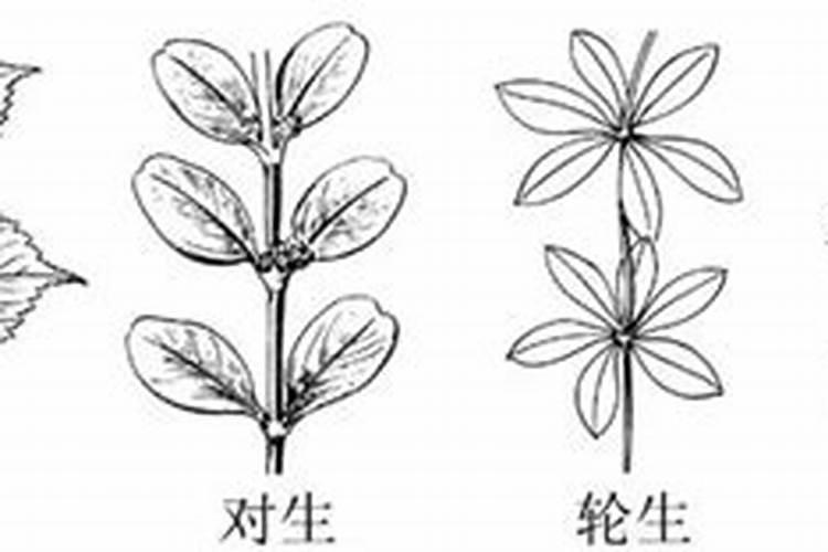 豆角用什么肥料效果好(种植豆角结果期需要什么叶面肥)