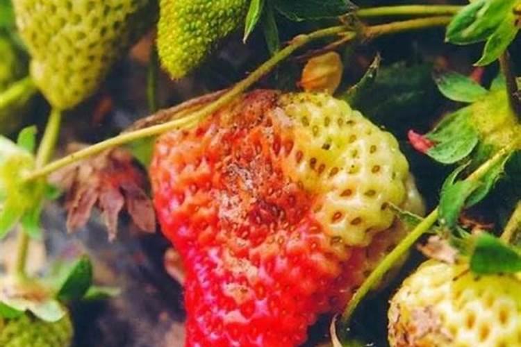 烂草莓可以当养花的肥料吗