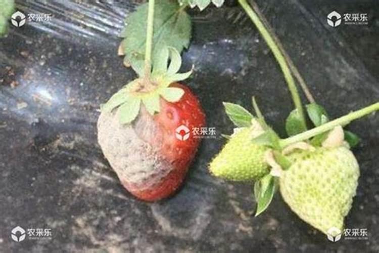 草莓一年种几次 能不能直接用尿液来作草莓的肥料