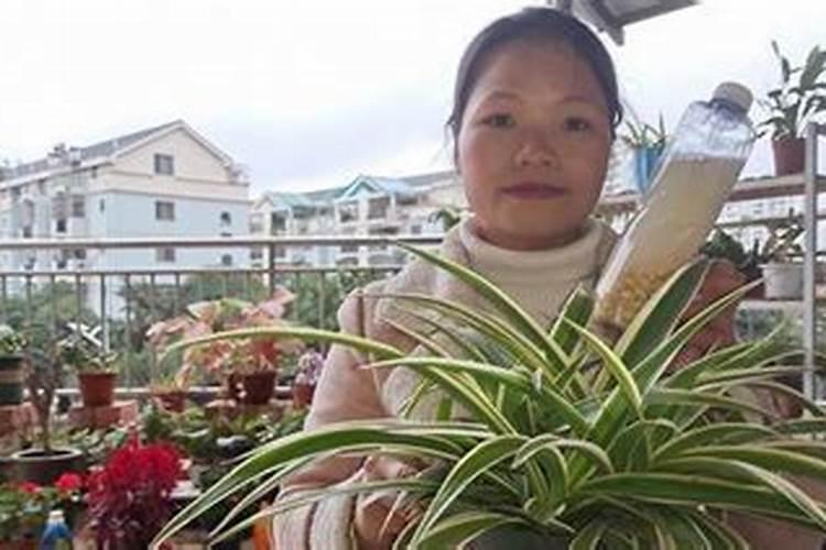 氮肥养花一克用多少水兑