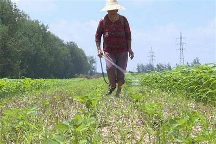 大豆盛花期能喷叶面肥吗