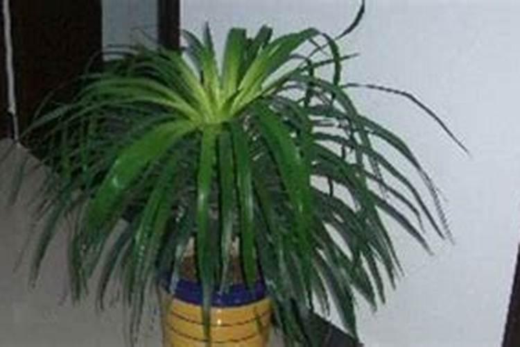 翠兰怎么养殖才长得好