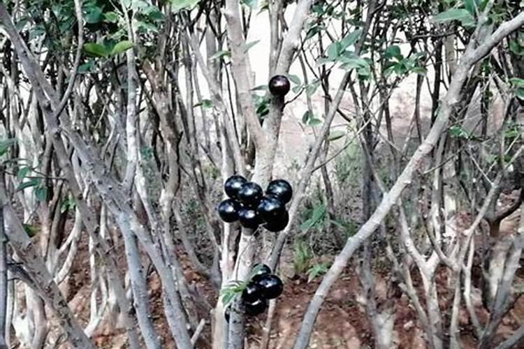 加宝果施肥时间和方法