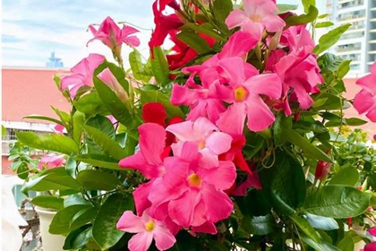 农民种植大蒜后,为什么有些农民很少给大蒜打药？