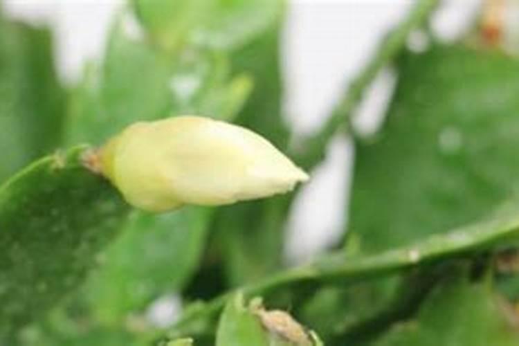 蟹爪兰要怎么样施肥啊