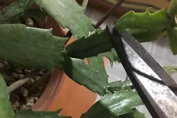 蟹爪兰要怎么样施肥啊