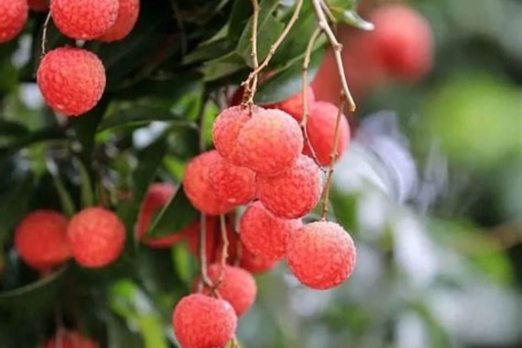 凤山红灯笼荔枝栽培要点