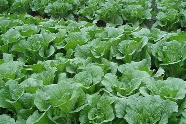 种大白菜用什么样的肥料好？为什么？