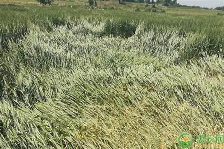 有什么药物或激素能使种下的树木快速的生根发芽？