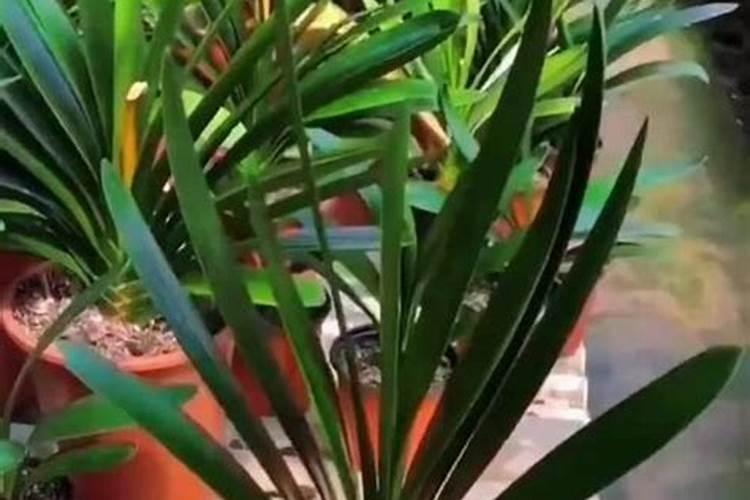 君子兰开花期间施肥吗