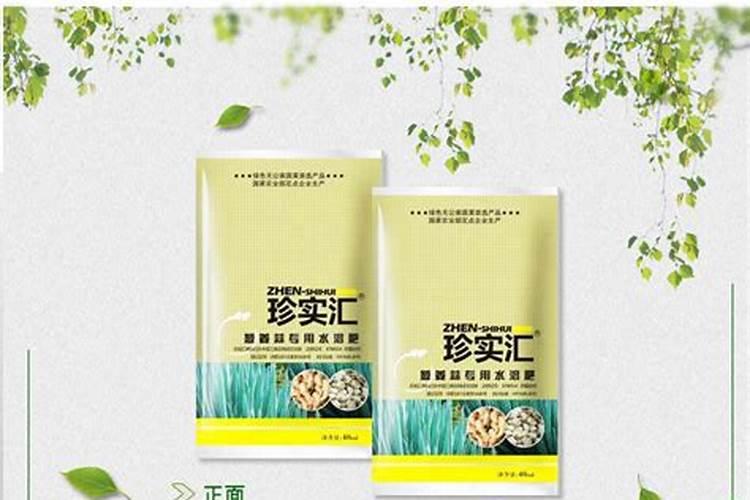 蒜苗叶子发黄怎么办