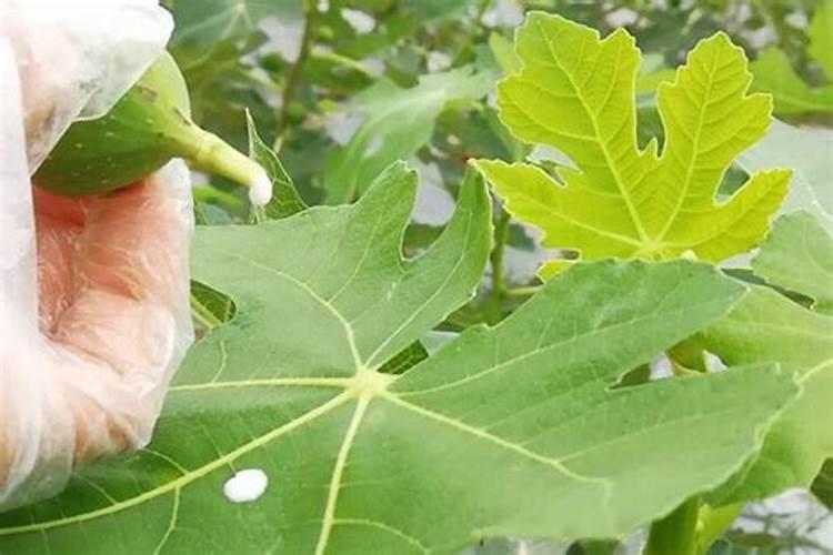 无花果施肥用什么肥料