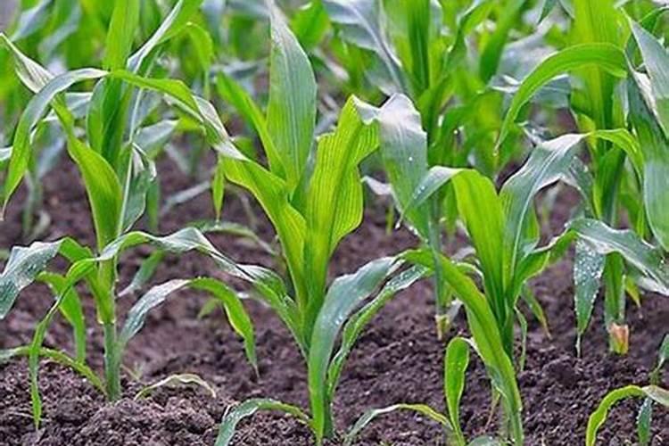 玉米苗期施什么肥最好