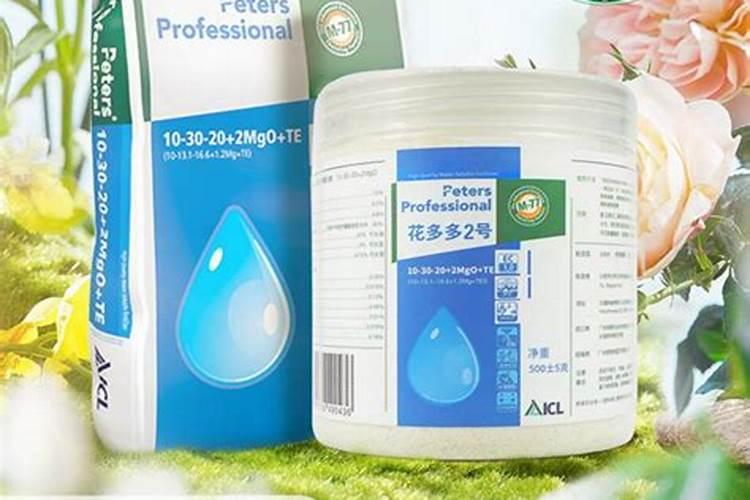 长寿花打骨朵后怎么养