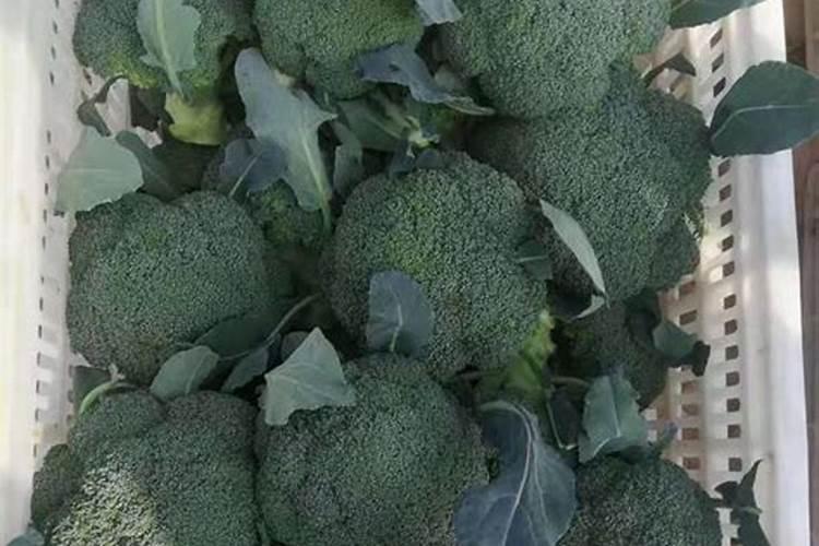 西兰花追肥用什么肥料好