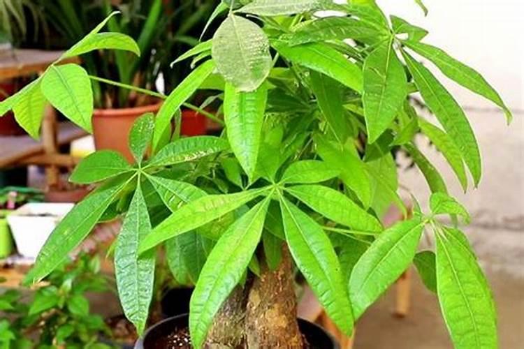 含腐植酸水溶肥料裸根能用吗